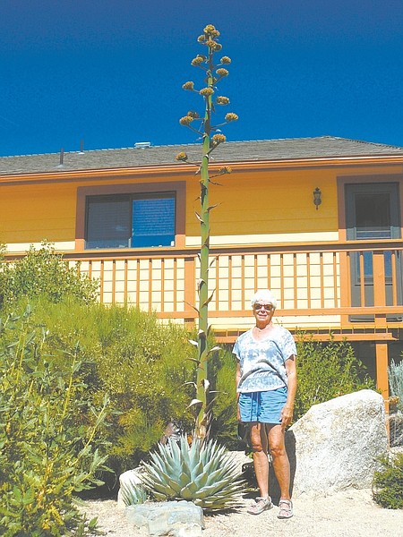 Peg McNeilly stands next to the mescal agave in flower. The plant is common in the Anza Borrego desert east of San Diego where they flower in April, but rare this far north. After 15-20 years of growth, the plants flower once and die.