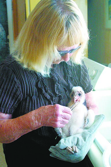 Photos by Sandi Hoover/Nevada AppealNancy Laird, who operates the Wild Animal Infirmary of Nevada, feeds pieces of chicken and liver to the barn owl downey Saturday during the organization&#039;s annual open house. The event continues today.