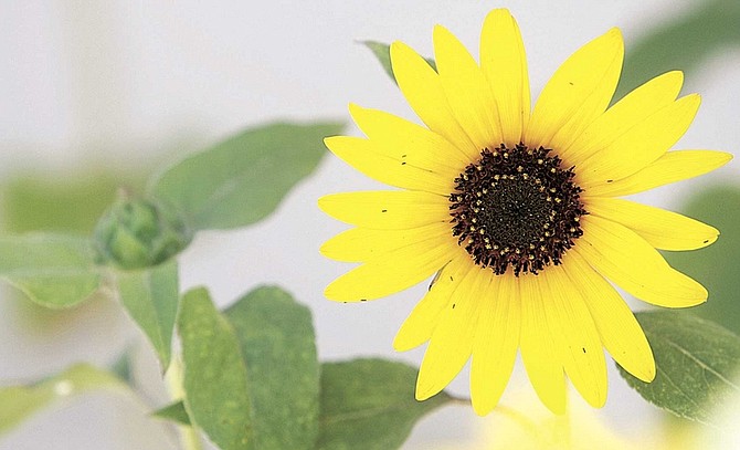 Shannon Litz/Nevada AppealSunflowers as well as other plants need a good dose of moisture. Thunderstorms are expected this weekend, but only a 30 percent of precipitation.