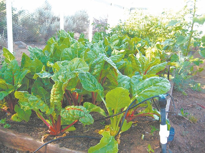 courtesySwiss chard flourishes in a green house.