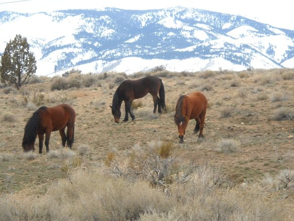 F.T. Norton/Nevada AppealWild horses graze in Mound House in February.
