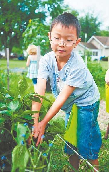** FOR USE SUNDAY, AUG. 15, AND THEREAFTER** In this  July 29, 2010 photo, Eamon Ma, 7, looks for bell peppers in his group&#039;s garden at the Foundation For Youth Summer of Exploration program in Columbus, Ind. The community garden, planted and maintained by FFY members, is one of several in the Columbus area. (AP Photo/The Republic, Kerri Kinker)