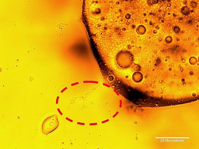 In this undated image provide by the journal Science, microbes degrade oil, indicated by the circle of dashes, in the deepwater plume from the BP oil spill in the Gulf, as documented in a study by Berkeley Lab researchers.  The newly discovered type of oil-eating microbe, which is suddenly flourishing in the Gulf of Mexico, was discovered by scientists studying the underwater dispersion of millions of gallons of oil spilled into the Gulf following the explosion of BP&#039;s Deepwater Horizon drilling rig. (AP Photo/Science/AAAS)   NO SALES.