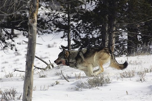 In this Feb. 16, 2006 photo provided by Yellowstone National Park, a gray wolf is seen on the run near Blacktail Pond in Yellowstone National Park in Park County, Wyo. Lawmakers are proposing a rewrite of the Endangered Species Act that would lift protections for wolves first enacted in 1974. Critics say the move would effectively gut one of the nation&#039;s premiere environmental laws and allow for the unchecked killing of wolves across the West. (AP Photo/Yellowstone National Park)