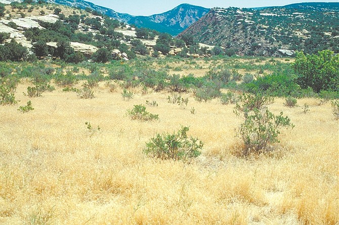 courtesy UNR Cooperative ExtensionDry cheatgrass can dominate a field, turning it into a high fire hazard.