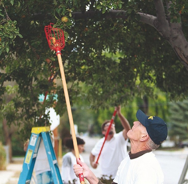 Jim Grant/Nevada AppealCarson City resident Bill Bley, a &quot;Fruit Baron&quot; plucks apples from a tree on Curry Street.