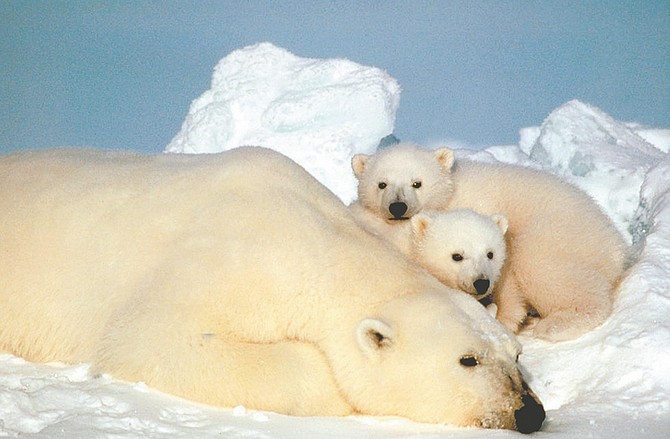In this undated file photo released by the U.S. Fish and Wildlife Service, a sow polar bear rests with her cubs on pack ice in the Beaufort Sea in northern Alaska. If the world dramatically changes its steadily increasing emissions of greenhouse gases, global warming can be slowed enough to prevent a total loss of critical summer sea ice for the polar bears, according to a new study in the journal Nature released Wednesday, Dec. 15, 2010. (AP Photo/U.S. Fish and Wild Life Service, Steve Amstrup, File)