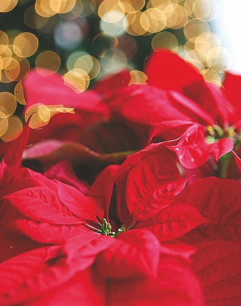 Shannon Litz/Nevada AppealThe poinsetta has many legends that link the brilliant red plant to Christmas.