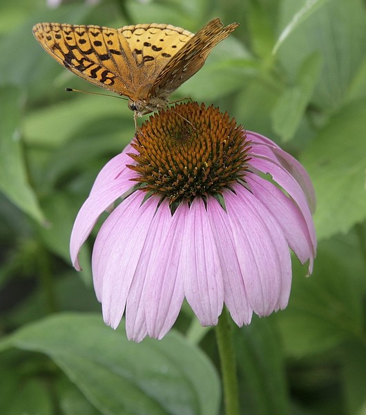 FILE - In this July 12, 2010 file photo, a butterfly sits atop the flower of an echinacea plant in a yard in Bainbridge Twp, Ohio. The largest study of the popular herbal remedy echinacea finds it won&#039;t help you get over a cold any sooner.  (AP Photo/Amy Sancetta, File)