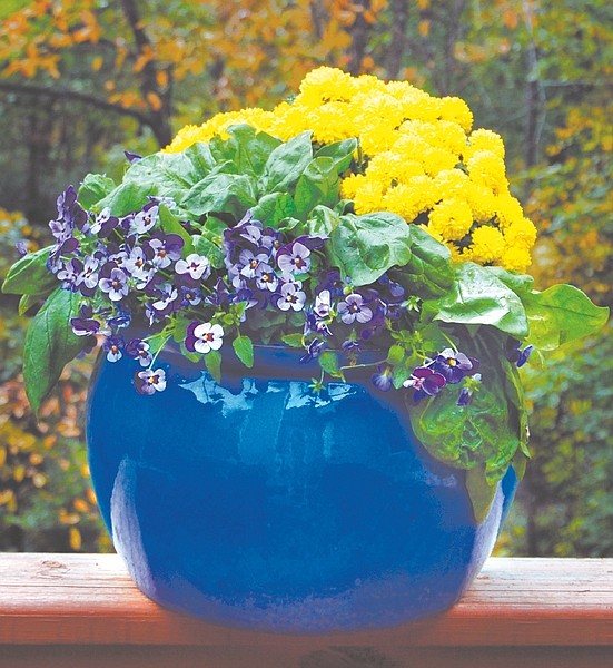 This undated photo courtesy of Pamela Crawford shows a decorative pot containing violas, left, spinach, center, and yellow mums from Crawford&#039;s book &quot;Easy Container Combos: Vegetables &amp; Flowers&quot;. Combination planting, or blending different plants in the same containers, is as practical as it is attractive.     (AP Photo/Pamela Crawford)   NO SALES