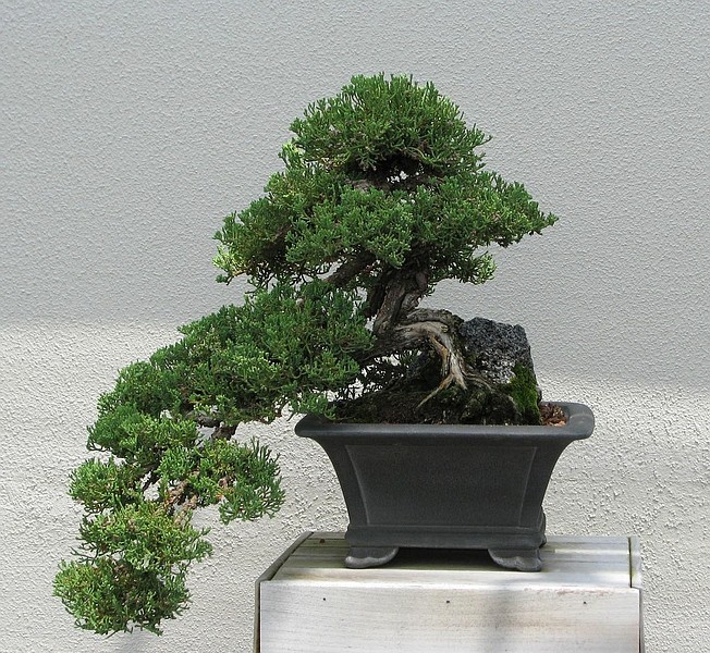 **FOR USE WITH AP LIFESTYLES**  A bonsai is seen at Longwood Gardens in Kennett Square, Pa. Pruning a bonsai is what makes and keeps it small, but pruning is only a small part of the art of bonsai.     (AP Photo/Lee Reich)