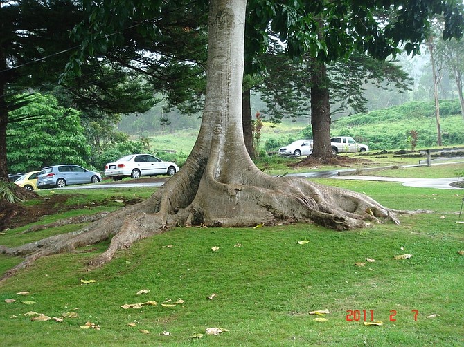 Provided by UNR Cooperative ExtensionThe common houseplant, shefflera, is a giant tree in its natural habitat of Hawaii.