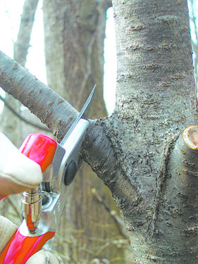 Once a tree limb breaks, cleanly prune it just above the branch collar. Illustrates GREENSCENE (category l), by Joel M. Lerner, special to The Washington Post. Moved Friday, Feb. 19, 2010. (MUST CREDIT: Photo for The Washington Post by Sandra Leavitt Lerner.)
