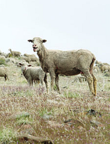 Jim Grant/Nevada AppealA sixth season of sheep grazing on the hills above Carson City has begun and will last two months. About 800 ewes and lambs from the Borda Land and Sheep Company. They are used each year to reduce the growth of cheat grass, which is highly flammable.