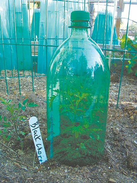 Courtesy Cooperative ExtensionLiter soda bottles with the bottom cut off can be used to protect seedlings from spring cold spells.