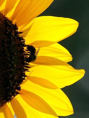 A bumble bee walks across the face of a sunflower Wednesday afternoon, Aug. 11, 2010, in the garden next to the Barton House on the Bloomsburg Fairgrounds, Bloomsburg, Pa. (AP Photo/Bloomsburg Press Enterprise, Jimmy May)