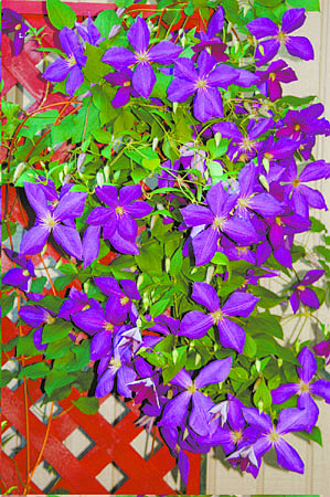 All vines, including this jackman clematis, need trellises. Illustrates GREENSCENE (category l), by Joel M. Lerner, special to The Washington Post. Moved Friday, Aug. 29, 2008. (MUST CREDIT: Photo for The Washington Post by Sandra Leavitt Lerner.)