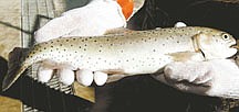 Shannon Litz /Nevada AppealA 3-year-old female Lahontan cutthroat trout at the Lahontan National Fish Hatchery Complex in Gardnerville.
