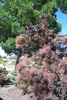 Sally Roberts/Nevada AppealA smoke tree in Reno shows off it&#039;s namesake flowers amidst the purple leaves.
