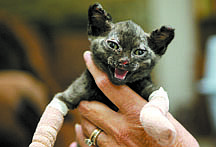 Shannon Litz/Nevada AppealSpirit the burned kitten, seen on Thursday, is feral kitten, that is recovering with the Carson Tahoe SPCA after being rescued with third-degree burns from the yard of a home that burned down on July 24.
