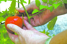 **FOR USE WITH AP LIFESTYLES**    A tomato is picked from it&#039;s vine in a garden in New Market, Va., Saturday, July 19, 2008. Harvesting fruits and vegetables at the peak of their maturity is the goal of most home gardeners but not all varieties make for easy picking. They&#039;re difficult to gauge for ripeness. The best way to tell if the time is ripe is to do a taste test. This tomato is ready -- full red and firm. At this stage, it should be eaten or preserved immediately.    (AP Photo/Dean Fosdick)
