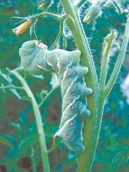  Wendy Hanson Mazet, Horticulturist with CooperatiA hornworm climbs a stem ready for a meal.