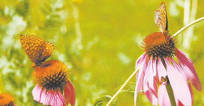 Many butterfly species have begun to falter and disappear worldwide. Purple coneflowers are good nectar plants. Illustrates GREENSCENE (category l), by Joel M. Lerner, special to The Washington Post. Moved Monday, Aug. 18, 2008. (MUST CREDIT: Photo for The Washington Post by Sandra Leavitt Lerner.)