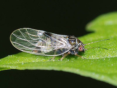Joe Botting/www.britishbugs.org.ukPear psylla look like tiny cicadas.