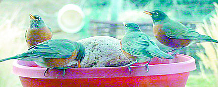 Courtesy Linda HillerAmerican robins gather at Linda Hiller&#039;s backyard birdbath for a drink of water from a heated dish held in place by a rock.