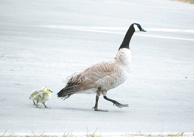 Courtesy/Dave Leather A mother goose teaches her chicks the rules of the road near the corner of Washington and Ormsby streets in Carson City.