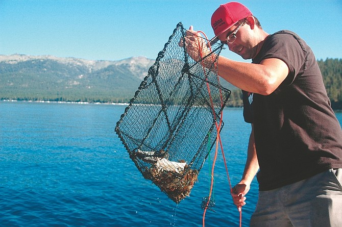 Axie Navas / Tahoe Daily Tribune Justin Pulliam hauls in crawfish traps last week off the shore of Sand Harbor.