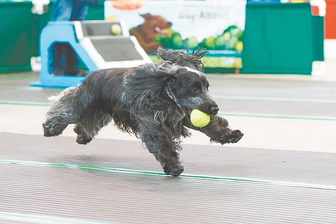 Courtesy photosFetching a ball while on the run in Flyball is Cody, one of the dogs on the Hot Rod Hounds team of Donald and Michele Watson, owners and trainers starting Flyball training classes in Carson City.