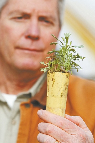 Jim Grant / Nevada AppealJohn Christopherson, with the Nevada Division of Forestry, displays a growing sage seedling.