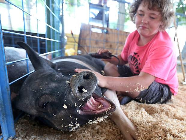 Sierra Coleman, 15, gets her Hampshire/Yorkshire pig Petunia ready for the NV150 Fair on Wednesday, July 30, 2014, at Fuji Park, in Carson City, Nev.