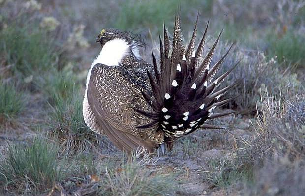Efforts involving ranchers, conservationists and government agencies continue in Nevada and other Western states to improve enough habitat to avoid having the sage-grouse listed as a threatened or endangered species.