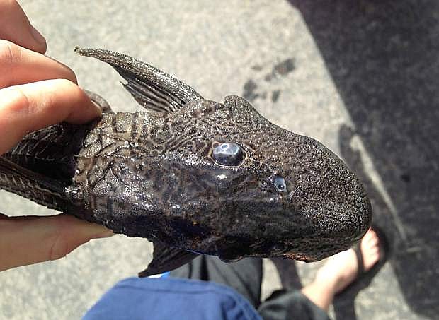 This was the Plecostomus found in Griff Creek in Kings Beach.