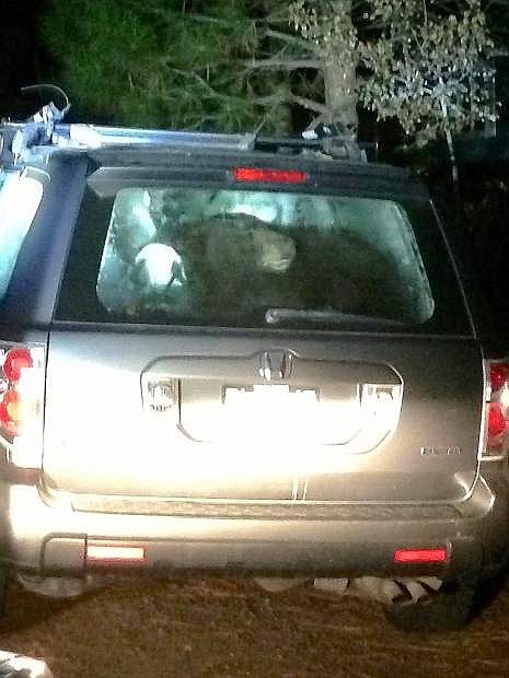 Officers broke a window in this SUV in Truckee late Sunday to free the bear seen trapped inside.