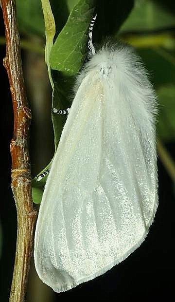 The Nevada Division of Forestry is asking anyone who sees a White Satin Moth in norther Nevada to report it, so officials can see how widespread the infestation is in the area.