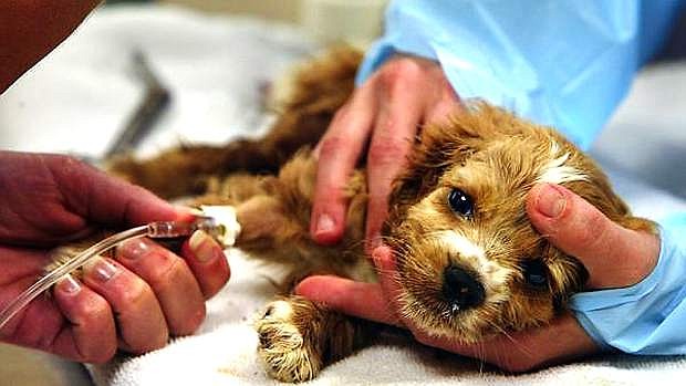 A veterinarian tech treats a a puppy for Canine Parvovirus Infection or parvo.
