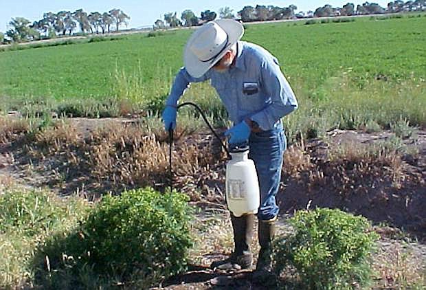University of Nevada Cooperative Extension will host a training for the proper application of pesticides 7:30 a.m. to 4:30 p.m., Nov. 13, in Reno and by videoconference at other Cooperative Extension locations throughout the state.