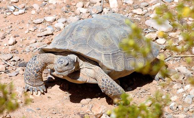 Pet desert tortoises in need of adoption | Serving Minden-Gardnerville ...