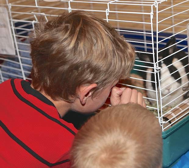 Cousins Cael Hunter, 8, and Ben Allen, 4 1/2, look at a bunny available for adoption Saturday at the Casino Fandango Theater.