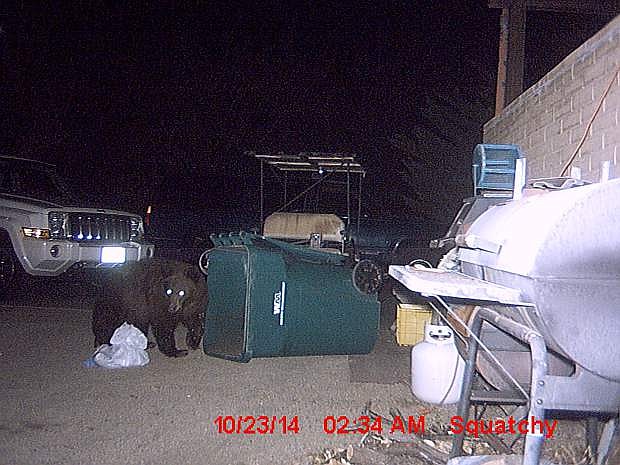 Becki Martin set up two game cameras in her yard in Carson City and captured images of a bear pillaging a trash can.
