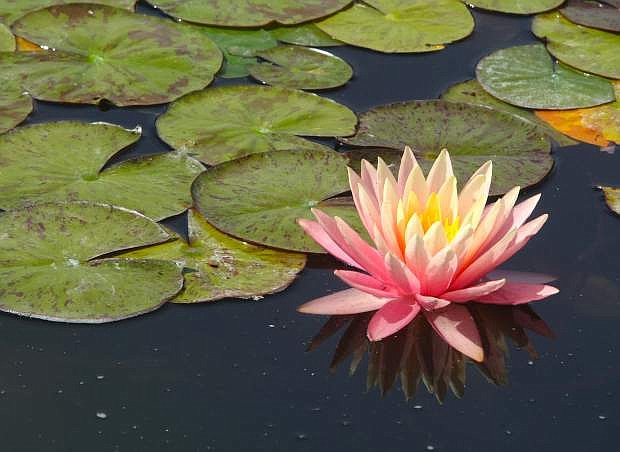 A water lilly blooms in the pond at the home of Patty Graf.