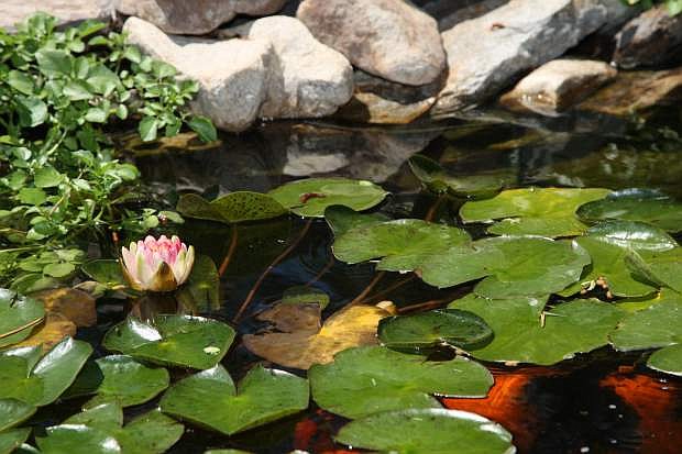 Carol Pion&#039;s pond in Carson features blooming water lilies as shown here on Saturday.