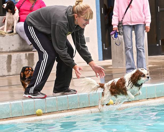 Laura Redmon prompts her Cavalier King Charles Spaniel Biscuit into the pool on Saturday at the CASI Pooch Plunge.