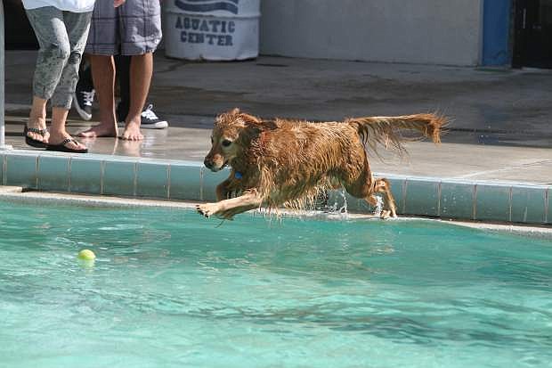 Karly, a 4-year-old golden retriever jumps for a ball at the 5th annual Pooch Plunge to benefit Carson Animal Services Initiative on Saturday.