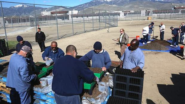 Northern Nevada Correctional Center inmates work together to sow sagebrush seeds that will be grown this summer and planted in the fall at the prison in Carson City, Nev., on Tuesday, April 26, 2016.