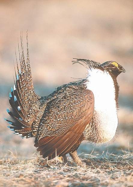 A workshop on the sage grouse&#039;s genetics is being conducted.