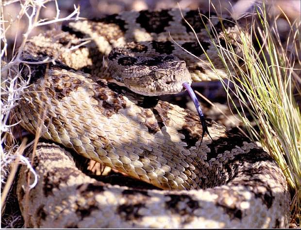 Jerry Snyder took this photo of a rattlesnake off Sunrise Pass near the Bison Fire burn area July 28.
